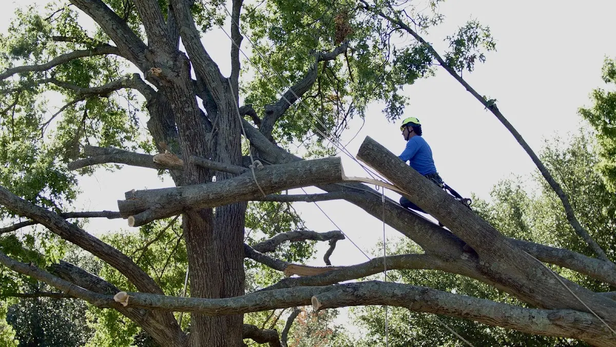 Professional Hazardous Tree Removal performed by certified arborists in Buckhorn