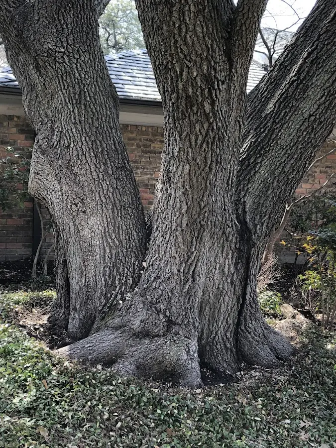 Mature heritage tree close to a Buckhorn property cared for by certified arborists